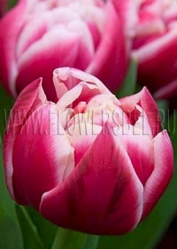 Фотография Тюльпан Колумбус (Tulip Columbus)